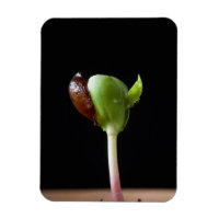 Apple seedlings with seed shell