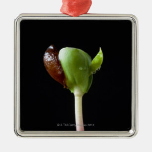 Apple seedlings with seed shell metal tree decoration