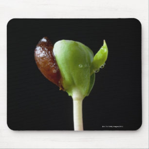 Apple seedlings with seed shell mouse pad