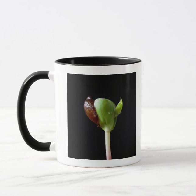 Apple seedlings with seed shell mug (Left)