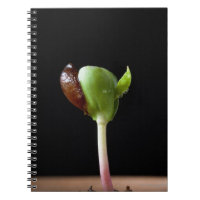 Apple seedlings with seed shell