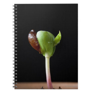 Apple seedlings with seed shell notebook