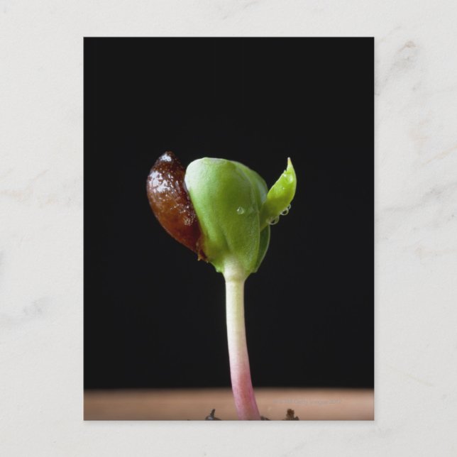 Apple seedlings with seed shell postcard (Front)