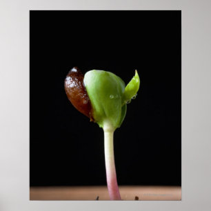 Apple seedlings with seed shell poster