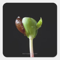 Apple seedlings with seed shell