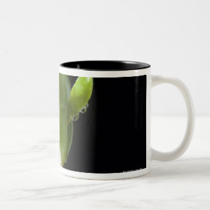 Apple seedlings with seed shell Two-Tone coffee mug