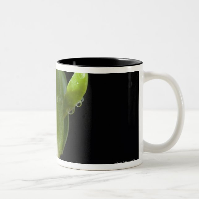 Apple seedlings with seed shell Two-Tone coffee mug (Right)