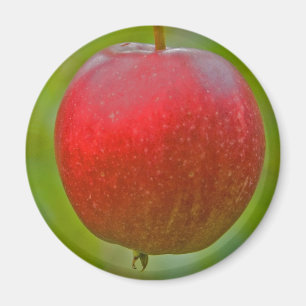 Apple Summer Red Magnet