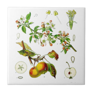 Apple Tile