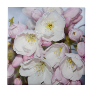 Apple Tree Blooms on a Blue Sky Ceramic Tile