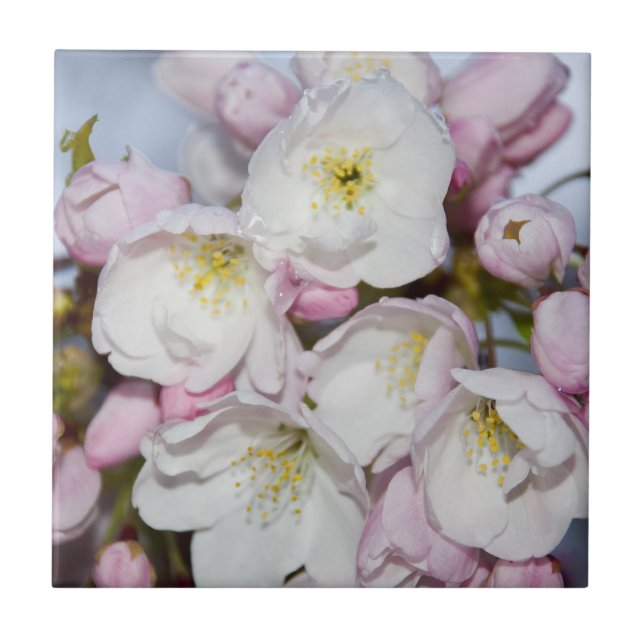 Apple Tree Blooms on a Blue Sky Ceramic Tile (Front)