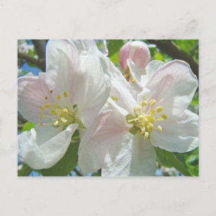 Apple Tree Blossom Flowers postcards Spring Floral