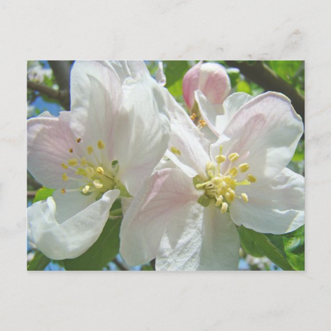 Apple Tree Blossom Flowers postcards Spring Floral (Front)