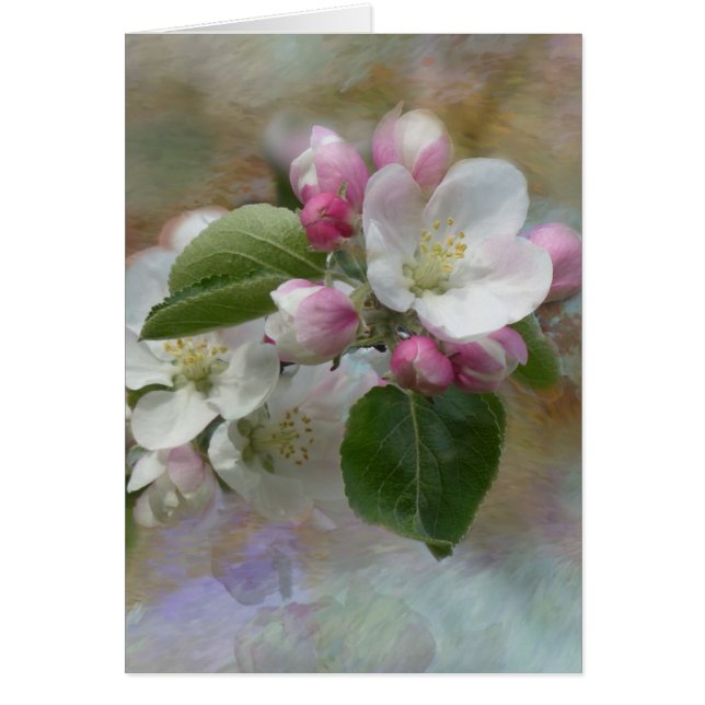 Apple Tree Blossoms (Front)