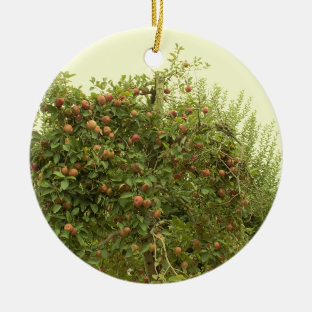 Apple Tree Ceramic Tree Decoration (Front)