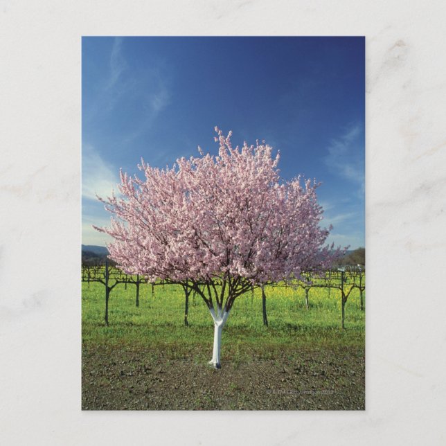 Apple tree in a field, Napa Valley, California, Postcard (Front)