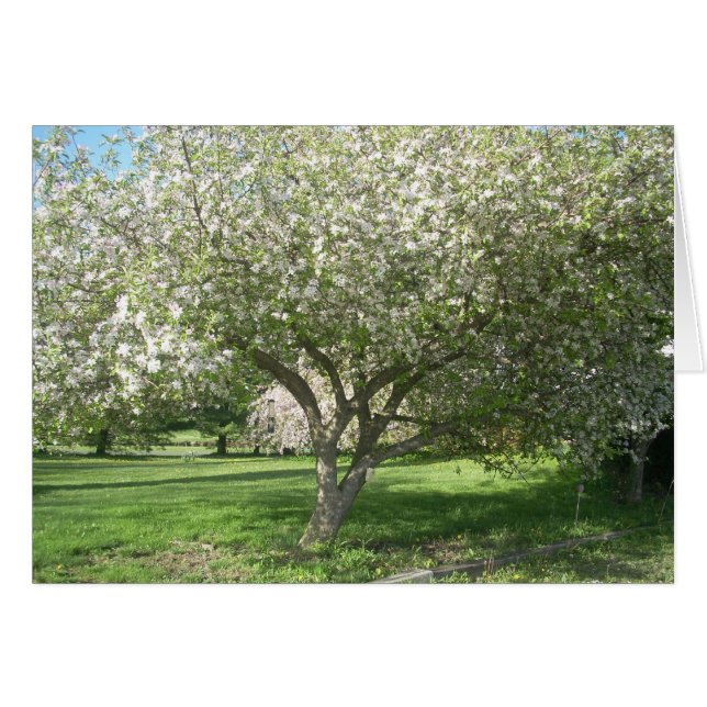 Apple Tree in Bloom (Front Horizontal)
