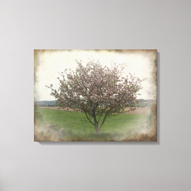 Apple Tree in Bloom Canvas Print (Front)