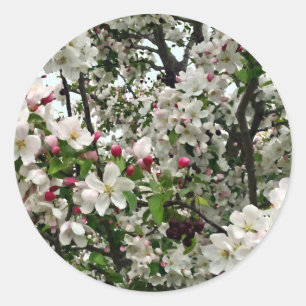 Apple Tree In Bloom Classic Round Sticker