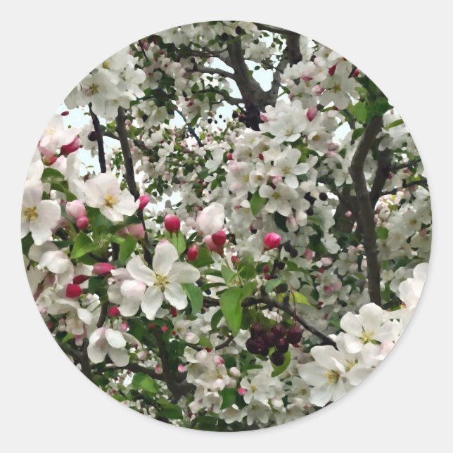 Apple Tree In Bloom Classic Round Sticker (Front)