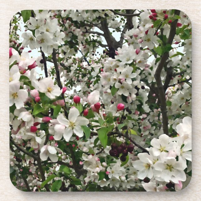 Apple Tree In Bloom Coaster (Front)