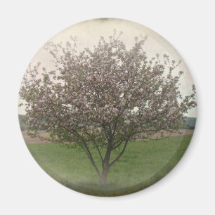 Apple Tree in Bloom Magnet
