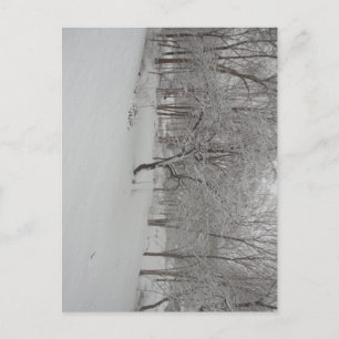 Apple Tree in Winter Postcard