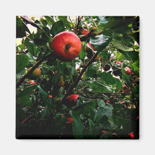 Apple tree magnet