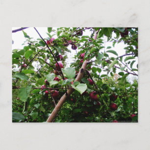 Apple Tree Postcard