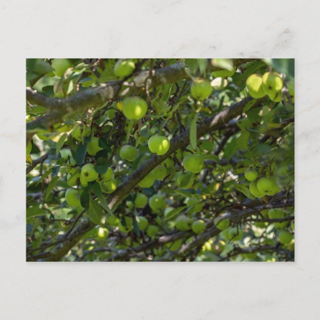 Apple Tree Postcard (Front)