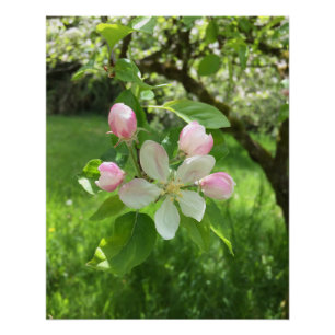 Apple Tree Poster