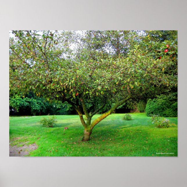 Apple Tree Poster (Front)