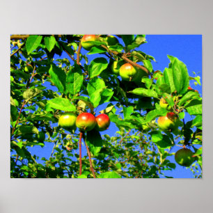 Apple tree poster