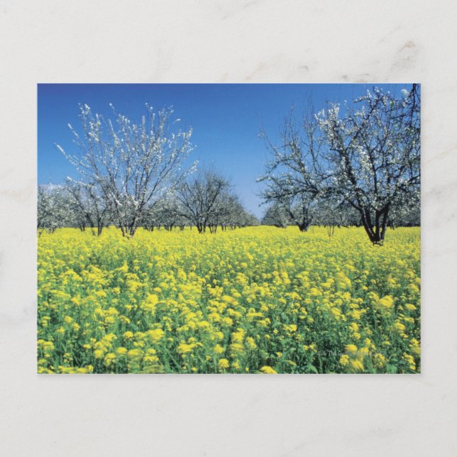 Apple trees in a mustard field, Napa Valley, Postcard (Front)