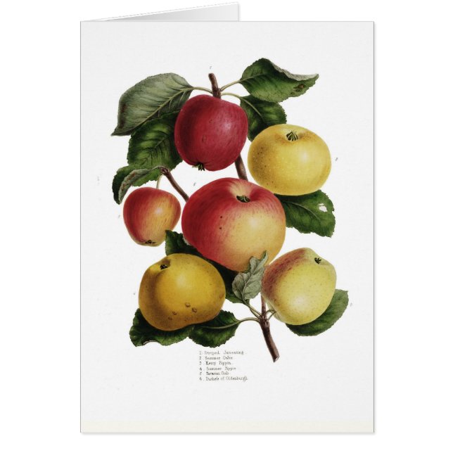 Apples (Front)