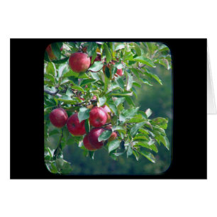 Apples