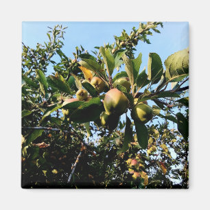 Apples Magnet
