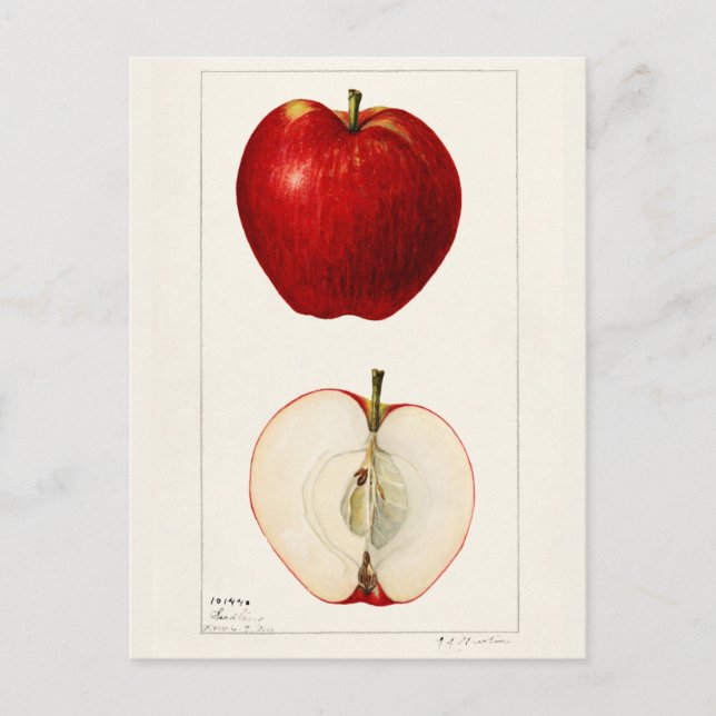 Apples (Malus Domestica) Fruit Watercolor Painting Postcard (Front)