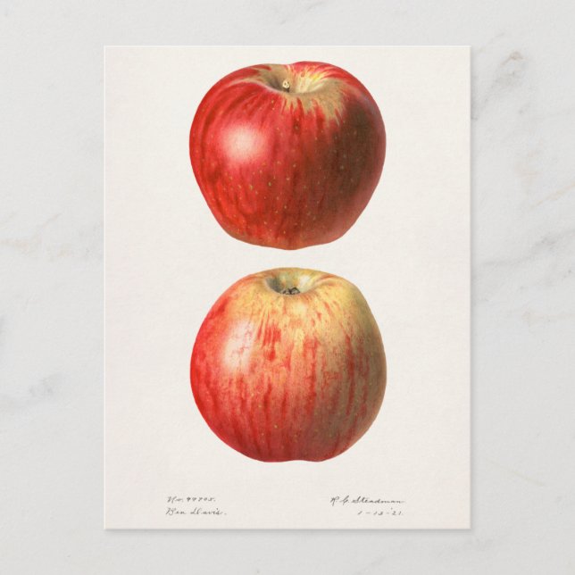 Apples (Malus Domestica) Fruit Watercolor Painting Postcard (Front)