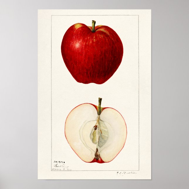 Apples (Malus Domestica) Fruit Watercolor Painting Poster (Front)