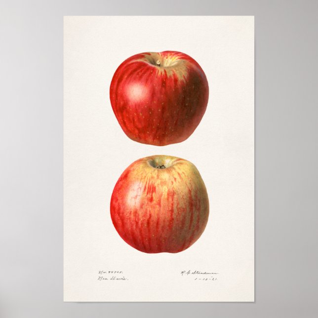 Apples (Malus Domestica) Fruit Watercolor Painting Poster (Front)