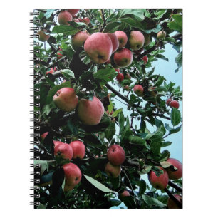 Apples Notebook