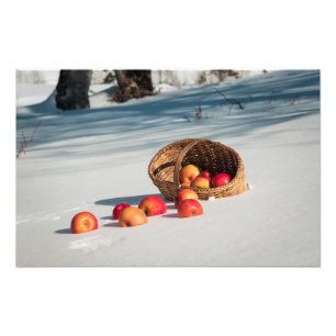 Apples on the snow photo print