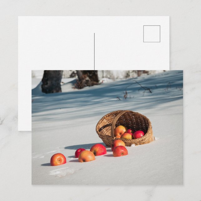Apples on the snow postcard (Front/Back)
