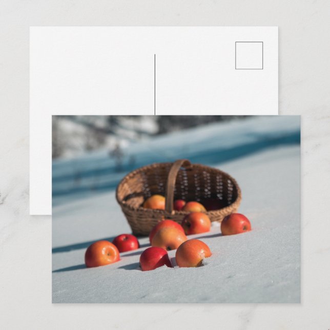 Apples on the snow postcard (Front/Back)