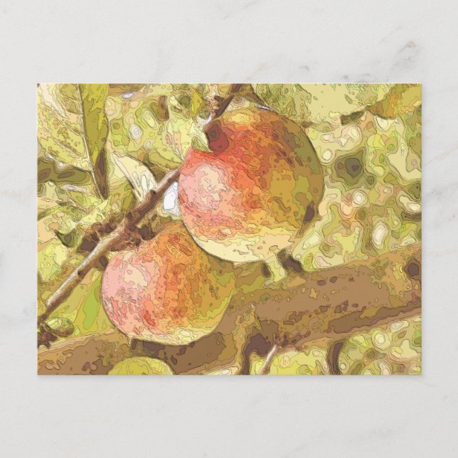 APPLES POSTCARD (Front)