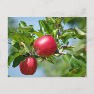 Apples Postcard
