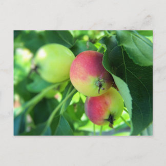 apples postcard