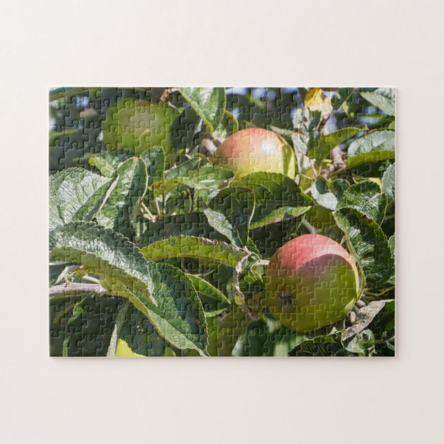 Apples ripening on an apple tree jigsaw puzzle (Horizontal)