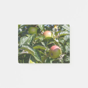 Apples ripening on an apple tree post-it notes